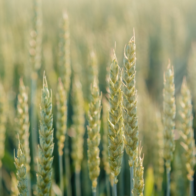 Espigas de trigo verde ondeando en el viento, campo agrícola a principios del verano, fondo de campo de campo de cultivo de grano