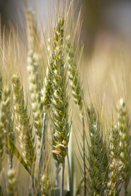 Espigas de trigo verde primer plano Foto vertical de grano maduro en plantaciones agrícolas