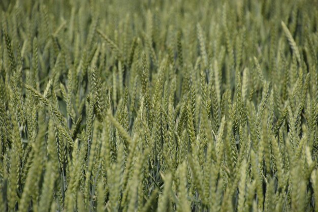 Foto espigas de trigo verde el trigo madurando en el campo