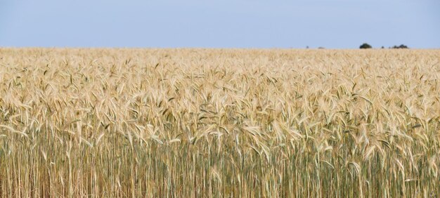 Espigas de trigo en un viento en algún lugar de Provenza al atardecer Francia amarillo cálido luz madura conos horizonte...