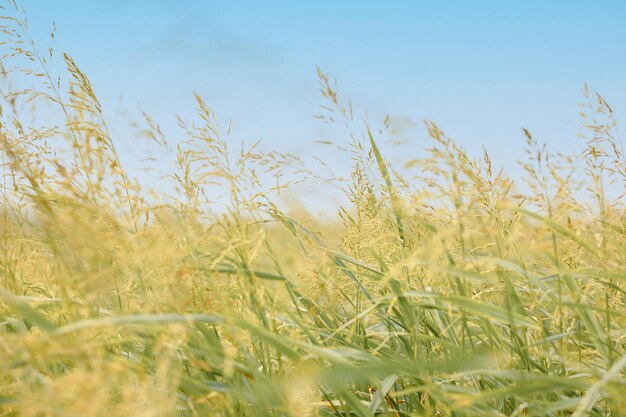 Espigas verdes amarelas douradas de aveia madura em campo