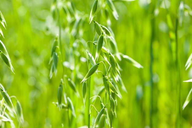 Espigas verdes bonitas de aveia na primavera do campo