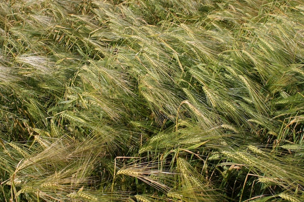 Espigas verdes en el campo.