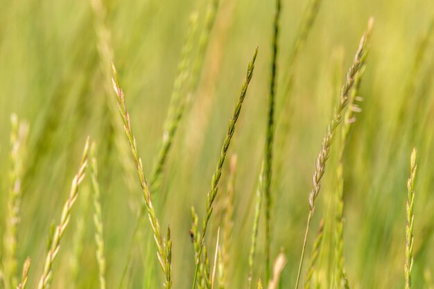 Espigas verdes de fundo de grama de natureza selvagem