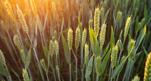 Espigas verdes de trigo ao pôr do sol Fechar