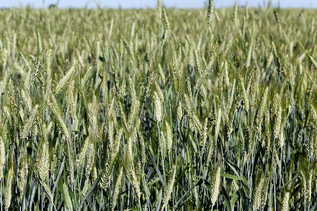 Espigas verdes de trigo verde em um campo, um campo agrícola onde o trigo cerealífero cresce