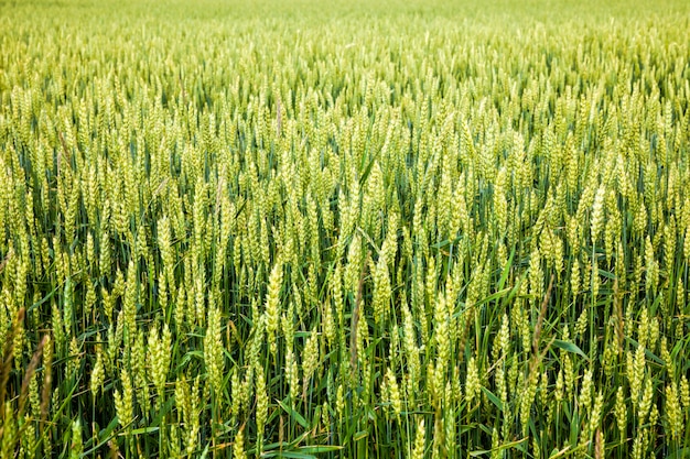 espigas verdes de trigo