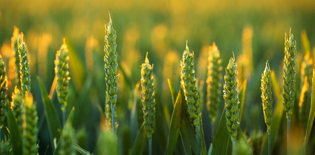 Espigas verdes frescas de trigo em um campo de trigo foco seletivo aproximado