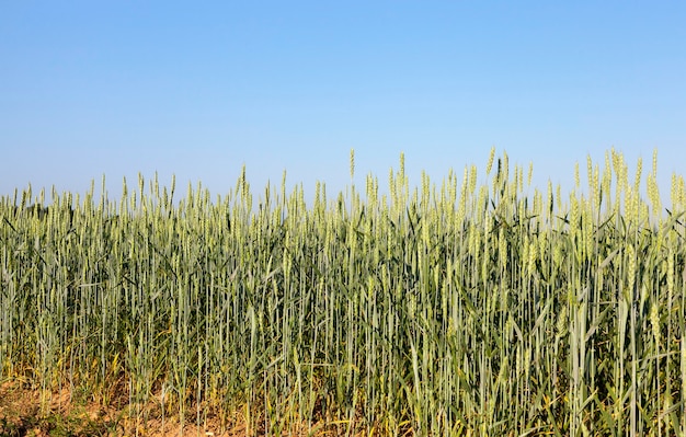 Espigas verdes inmaduras de trigo en el verano en el campo agrícola. Foto tomada en primer plano con una pequeña profundidad de campo. Cielo azul de fondo