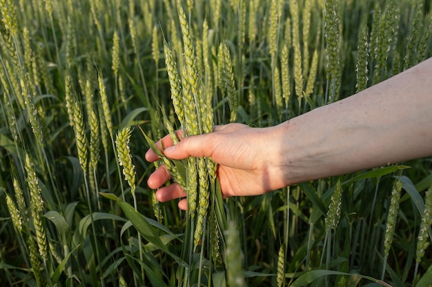 Espigas verdes na mão de uma mulher no fundo de um campo de trigo. controle de qualidade. conceito de agricultura orgânica, agricultura.