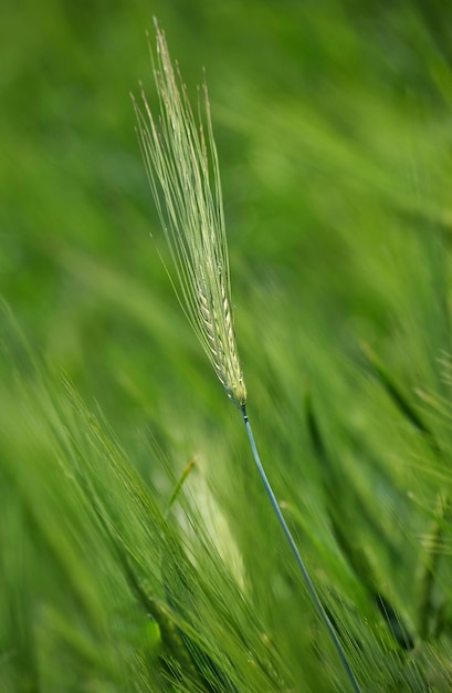Espigas verdes de trigo en el campo
