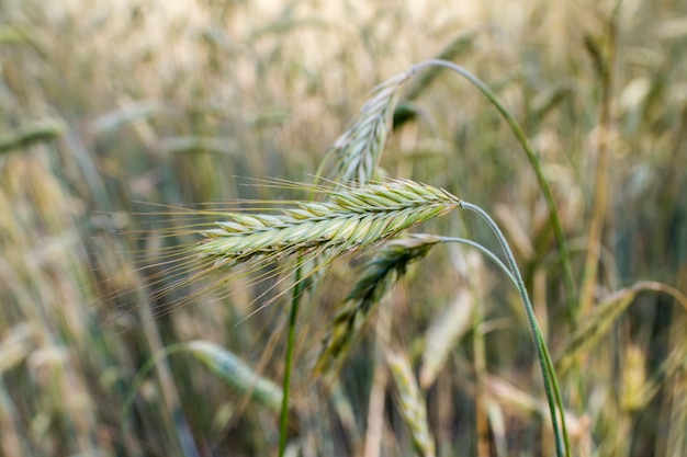 espiguetas de centeio no campo no verão antes da colheita durante o amadurecimento