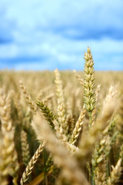 Espiguetas de trigo no campo. Pronto para a colheita.