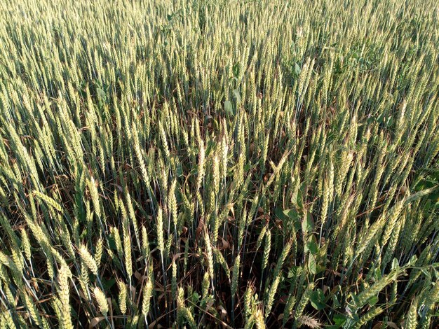 Los espiguetes verdes del trigo en maduración en el campo