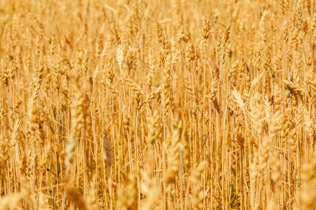 Espiguillas amarillas maduras de trigo en un día soleado