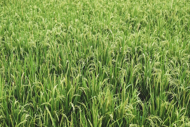 Espiguillas de campo de arroz