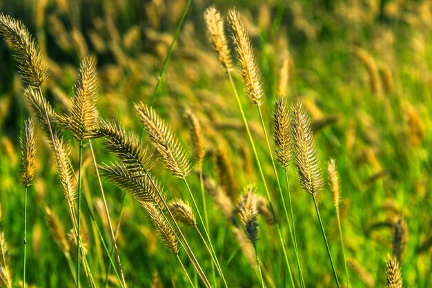 Las espiguillas en un campo de cerca