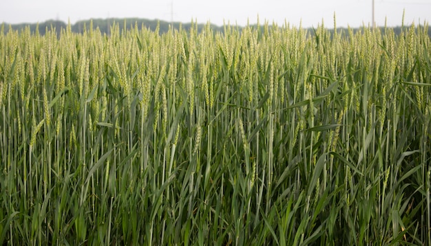 Espiguillas de cebada verde joven en el campo en la agricultura del agricultor en el pueblo