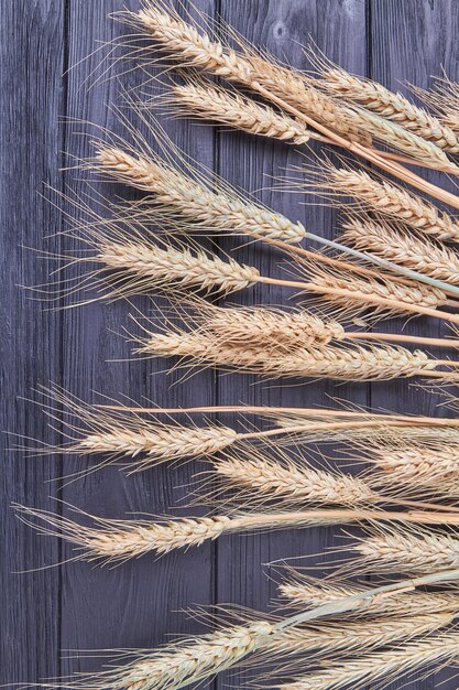 Espiguillas de granos de cereales de trigo sobre fondo de madera oscura.