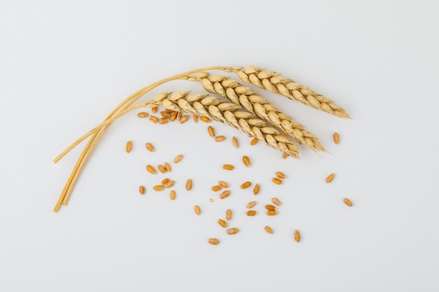 Espiguillas y granos de trigo sobre un fondo blanco.