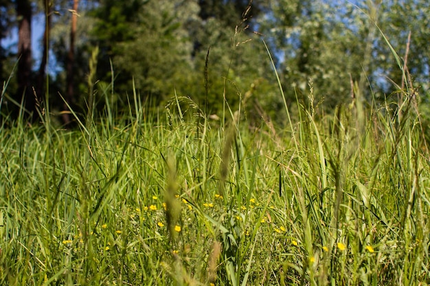 Las espiguillas de hierba crecen en el bosque en verano