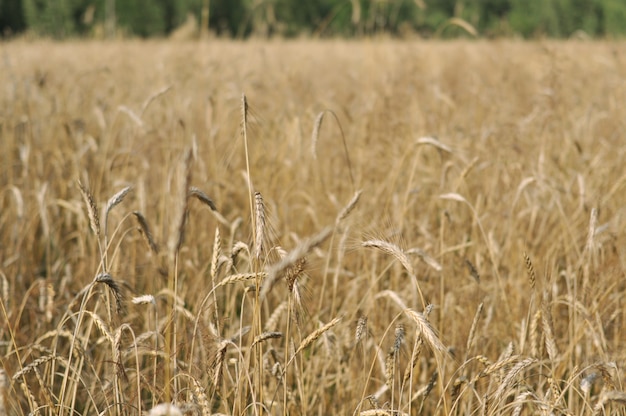 Espiguillas maduras de trigo amarillo se encuentran en el campo.