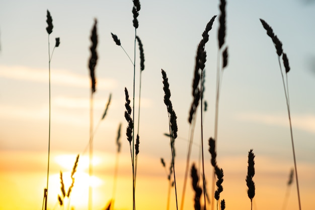 Espiguillas de otoño al amanecer de la mañana, hermoso sol del amanecer en el campo.