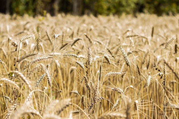 Espiguillas de trigo, campo, cosecha de otoño