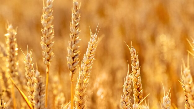 Espiguillas de trigo en el campo sobre un fondo borroso