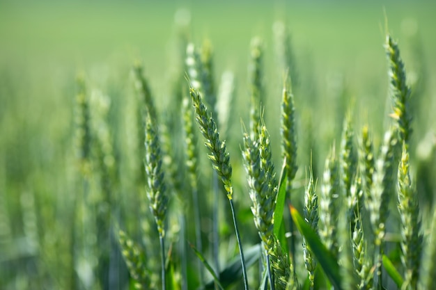 Espiguillas de trigo fresco en un campo agrícola