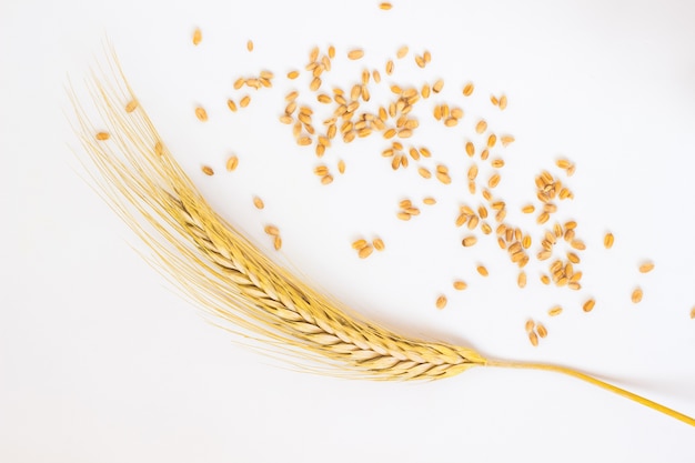 Espiguillas de trigo y grano sobre fondo blanco.
