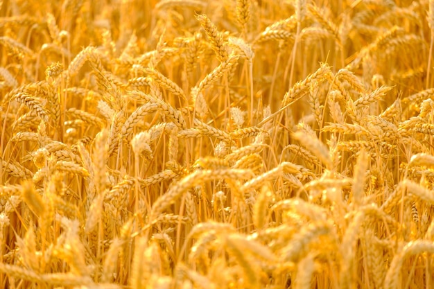 Las espiguillas de trigo maduras doradas crecen en el campo rural en verano