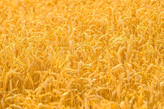 Las espiguillas de trigo maduras doradas crecen en el campo rural en verano