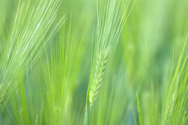 Espiguillas de trigo verde