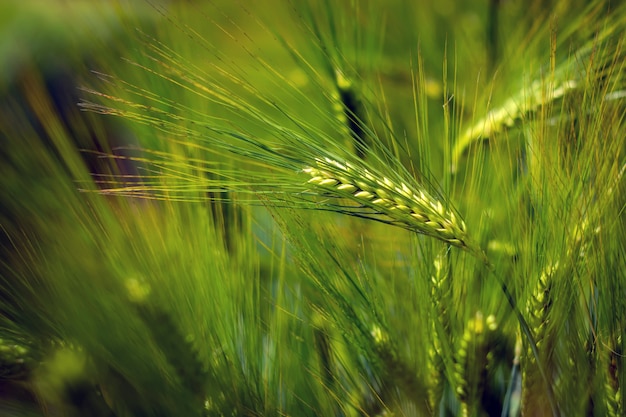 Espiguillas de verde elaboración de la cebada en un campo.