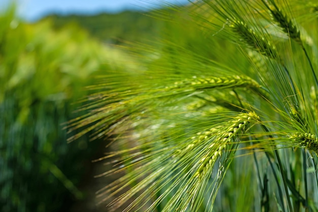 Espiguillas de verde elaboración de la cebada en un campo.