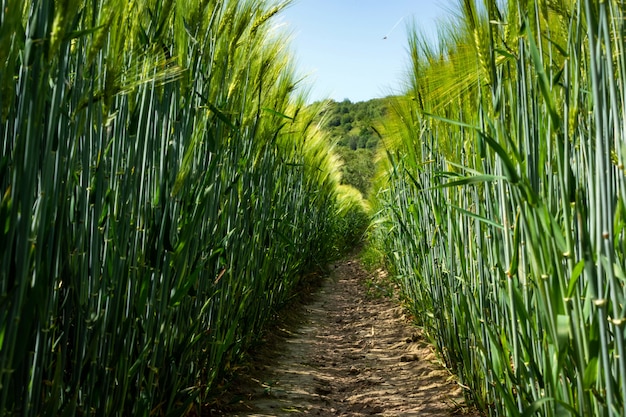 Espiguillas de verde elaboración de la cebada en un campo.