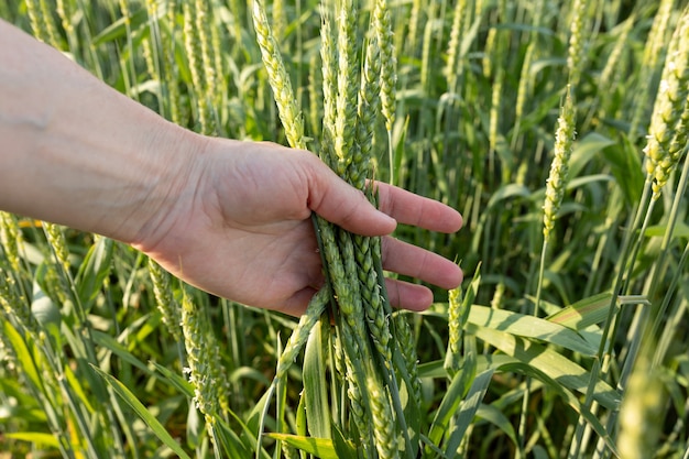 Espiguillas verdes en una mano de mujer sobre fondo de un campo de trigo Control de calidad Agricultura orgánica