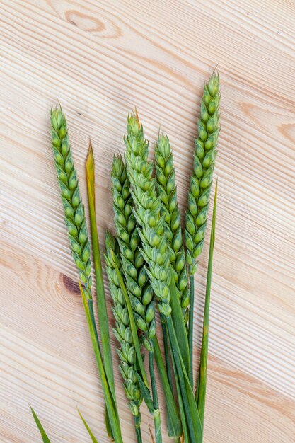 Espiguillas verdes de trigo sin madurar para la maduración del grano