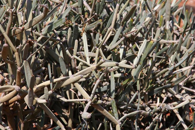 La espina del desierto en la isla de Socotra Océano Índico Yemen