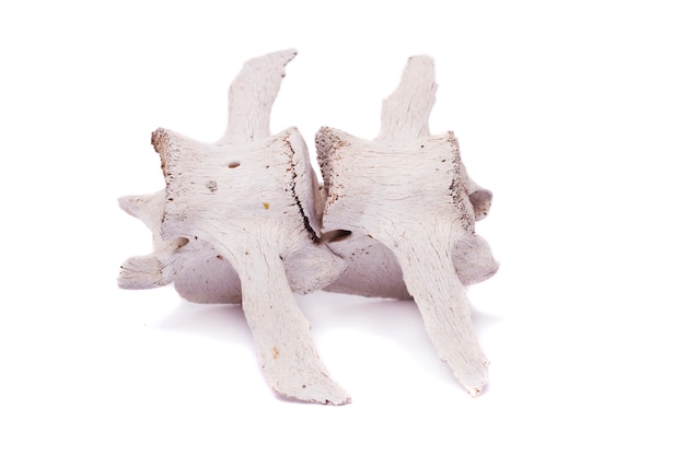 Espina dorsal huesos de oveja