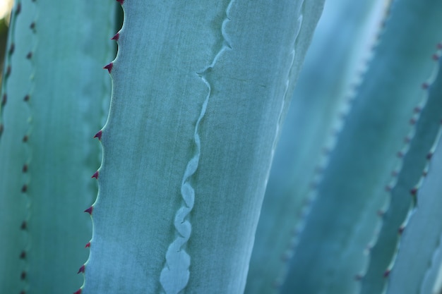 Espina de fondo de hoja de cactus