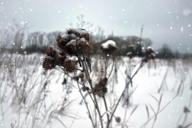 Espina de planta de nieve de invierno