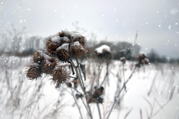 Espina de planta de nieve de invierno