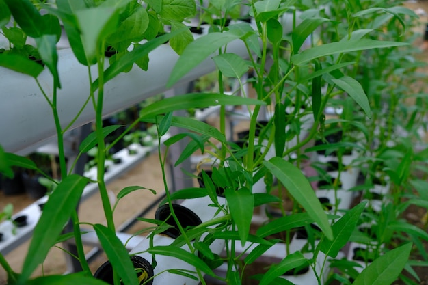 espinaca de agua. cultivado con métodos de cultivo hidropónico. Ipomoea acuática. creciendo en Asia.