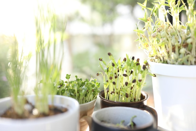 Foto espinafre de água microgreen e cultivo de kaiware