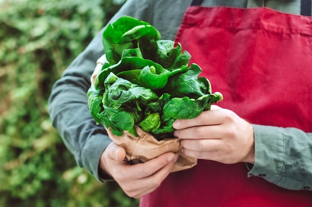 Espinafre em mãos masculinas. Homem de avental detém um monte de espinafre verde cru fresco no saco de artesanato. Entrega de produtos agrícolas frescos, verduras. Colheita de espinafre.