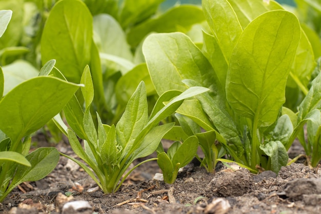 espinafre Verde jovem cresce no jardim Horta verduras frescas no site