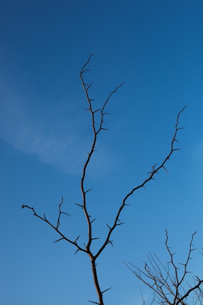 Espinas de acacia en el fondo del cielo