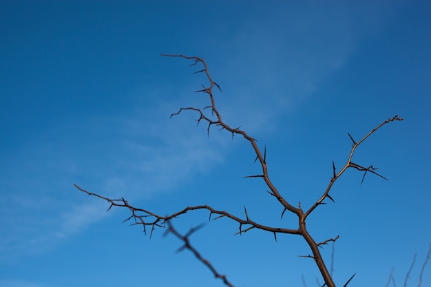 Espinas de acacia en el fondo del cielo